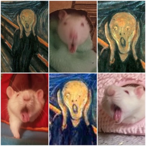 ratpotatoez:Which is Jules and which is Scream?!Used With Permission :)