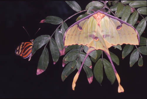 reteris:  african moon moth with friend 