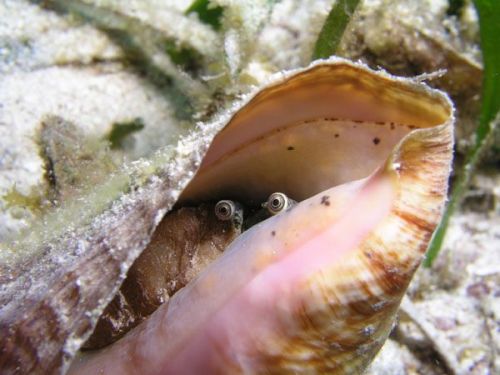 dimetrodone:Conch snails dont even look like real animals