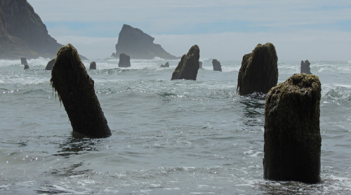 Ancient trees testify to a quakeThese logs are an ancient forest on the Oregon coastline that is pop