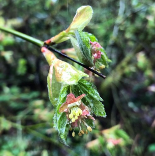 Vine Maple flowers, Acer circinatum (Sapindaceae). Those stamens  &hellip; #maple #vinemaple #ac