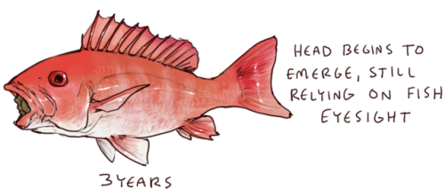 ownerofdark: mijukaze: gentlemanbones: iguanamouth: did you know red snapper can live for over 100 y