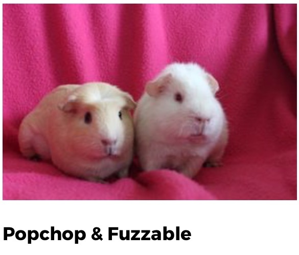 Neural networks can name guinea pigs