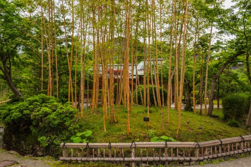 A small hill with “Kinmei Moso Chiku” bamboo in front of the Chiku-in tearoom in the Shō