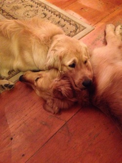 cute-overload:  My friend’s two dogs are perfect cuddle buddies!http://cute-overload.tumblr.com source: http://imgur.com/r/aww/3CsVx50