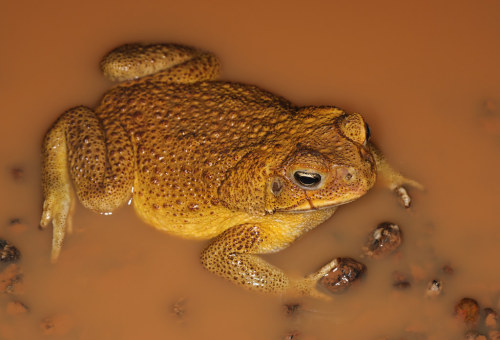 toadschooled:A marine toad [Rhinella marina] soaks in a puddle after heavy rainfall. These enormous 