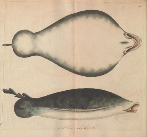 Shaw&rsquo;s Lophius monopterygius from The Naturalist&rsquo;s Miscellany. After initially c