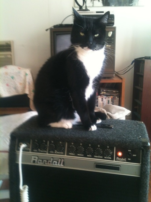 Sammy The Great on a Randall Amp !!!!