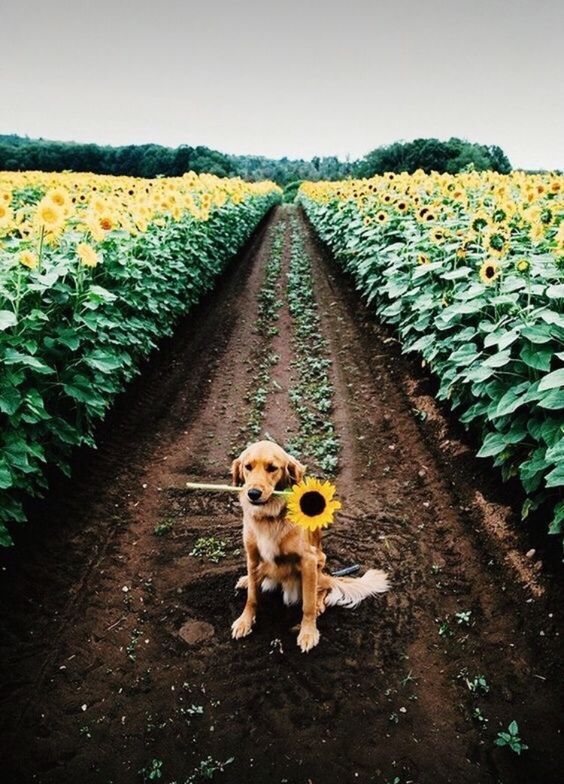aww-so-pretty: Dogs and sunflowers 