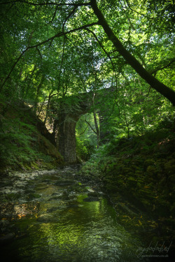 mydododied:  Sylvan bridge