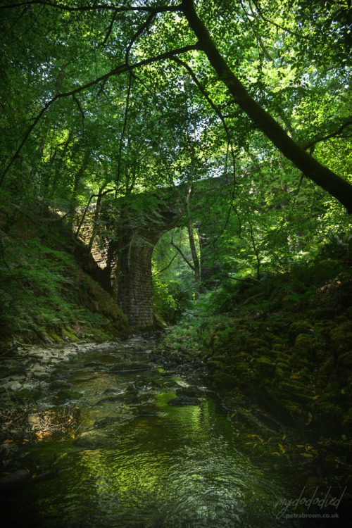 XXX mydododied:  Sylvan bridge photo