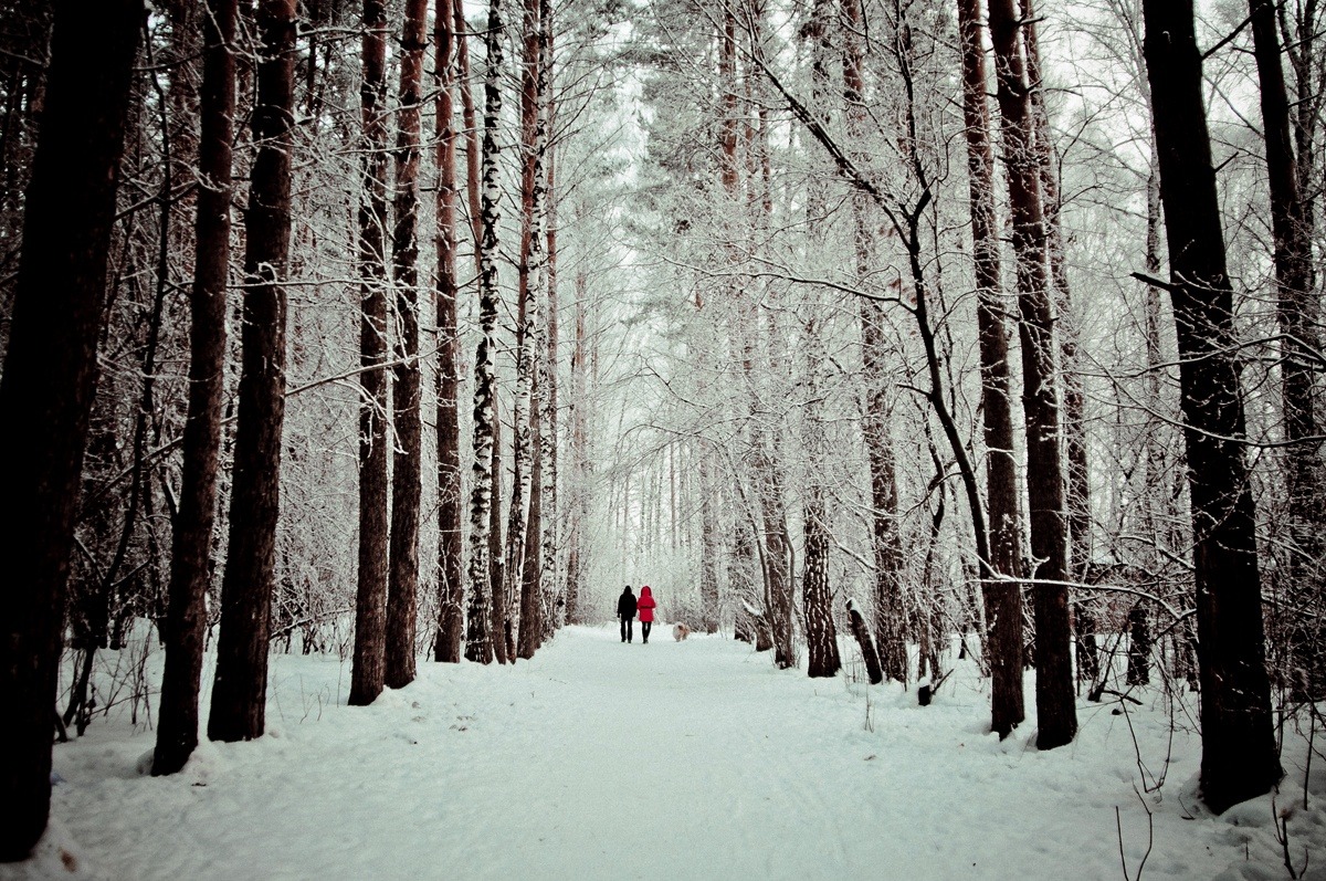 sapphire1707:  Winter walk | by t-sher | http://ift.tt/1t0ZRZv