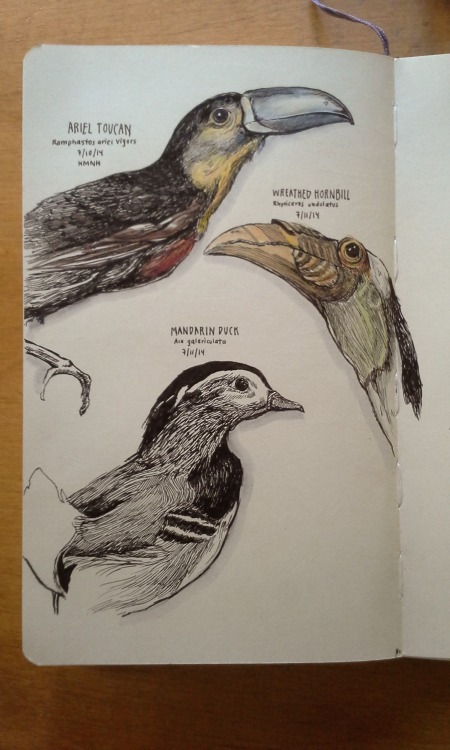 drawing sundry birds in a science museum(this is a haiku)