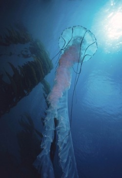 thelovelyseas:  Portrait of a giant 40-foot-long purple-striped jellyfish, Chrysaora colorata, swimming in a kelp forest by Jeff Wildermuth 