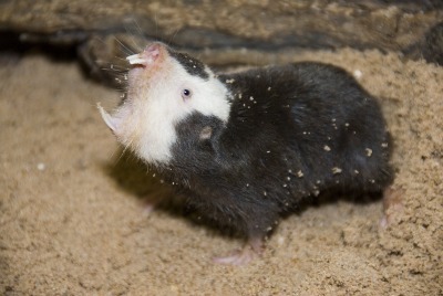 ainawgsd:The Damaraland mole-rat, Damara mole rat, or Damaraland blesmol (Fukomys damarensis) is a b