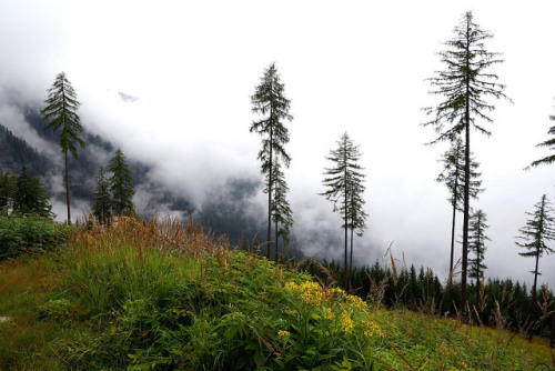 Blueberry forest by WeatherMaker on Flickr.