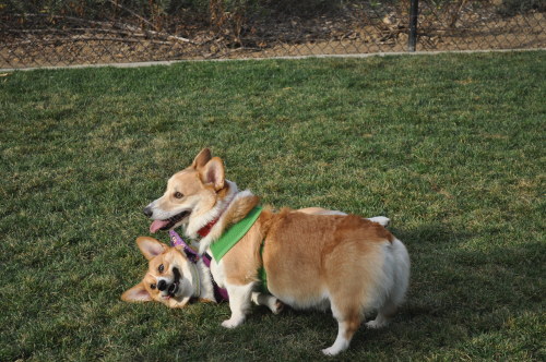rhysthecorgi:  More pictures from the park! adult photos
