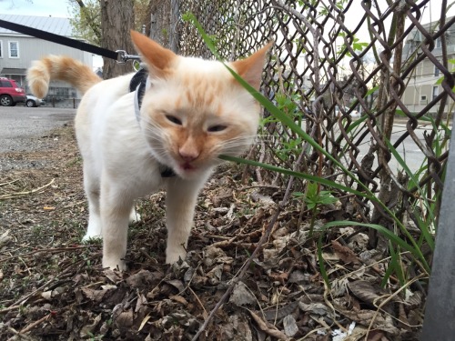 grass is SO YUMMY