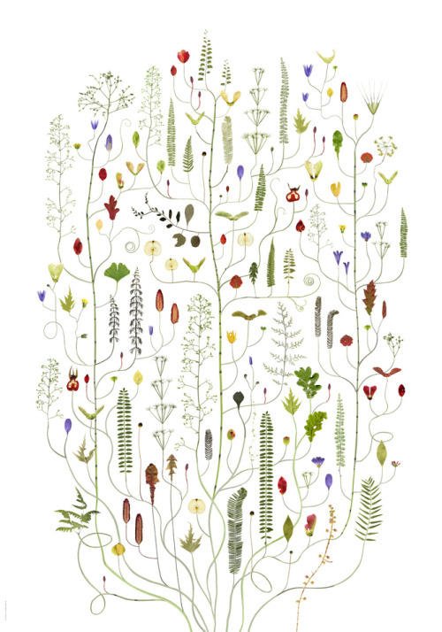 carnetimaginaire:  Lotta Olsson, Tapeter (wallpaper)