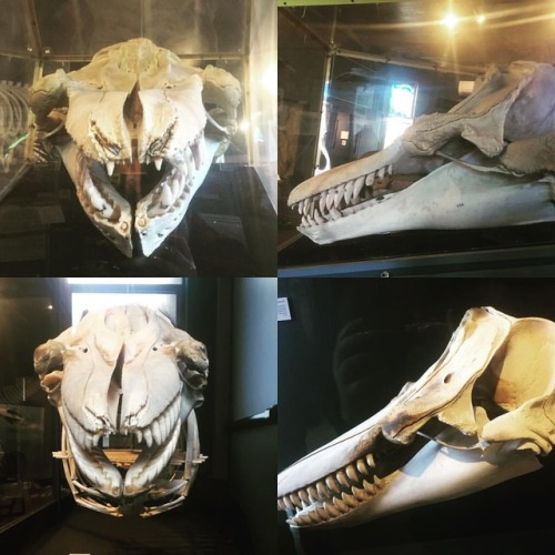 A comparison of the skulls of two fish-eating #southernresidentkillerwhales at #thewhalemuseum in Fr