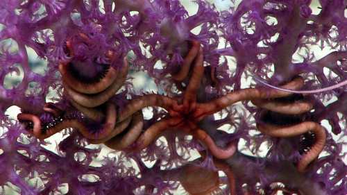 Brittle stars and squat lobsters