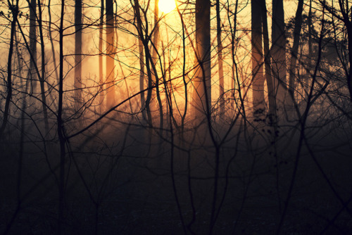 memoryslandscape:Mathijs Delva, Taste the Morning Light and Fairy Fog (2), 2012