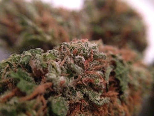 aliensandmaryjane:Weed is just so pretty ~