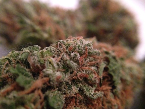 XXX aliensandmaryjane:Weed is just so pretty photo