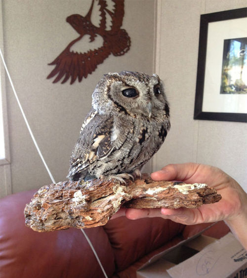 darknessthatneverheals:  booty-garland:  meeshay:  applesour:  Meet Zeus: The Rescued Blind Owl With Stars In His Eyes  He can see the universe. He IS the universe.  He’s not blind. He just can’t see on our physical plane.  this is awesome! 