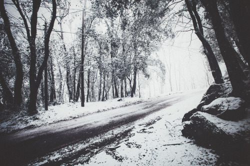 elenamorelli:  { the road and the trees and the snow } 