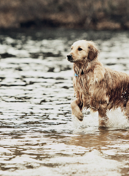 anchoredinnewengland:  On the hunt for a nice stick