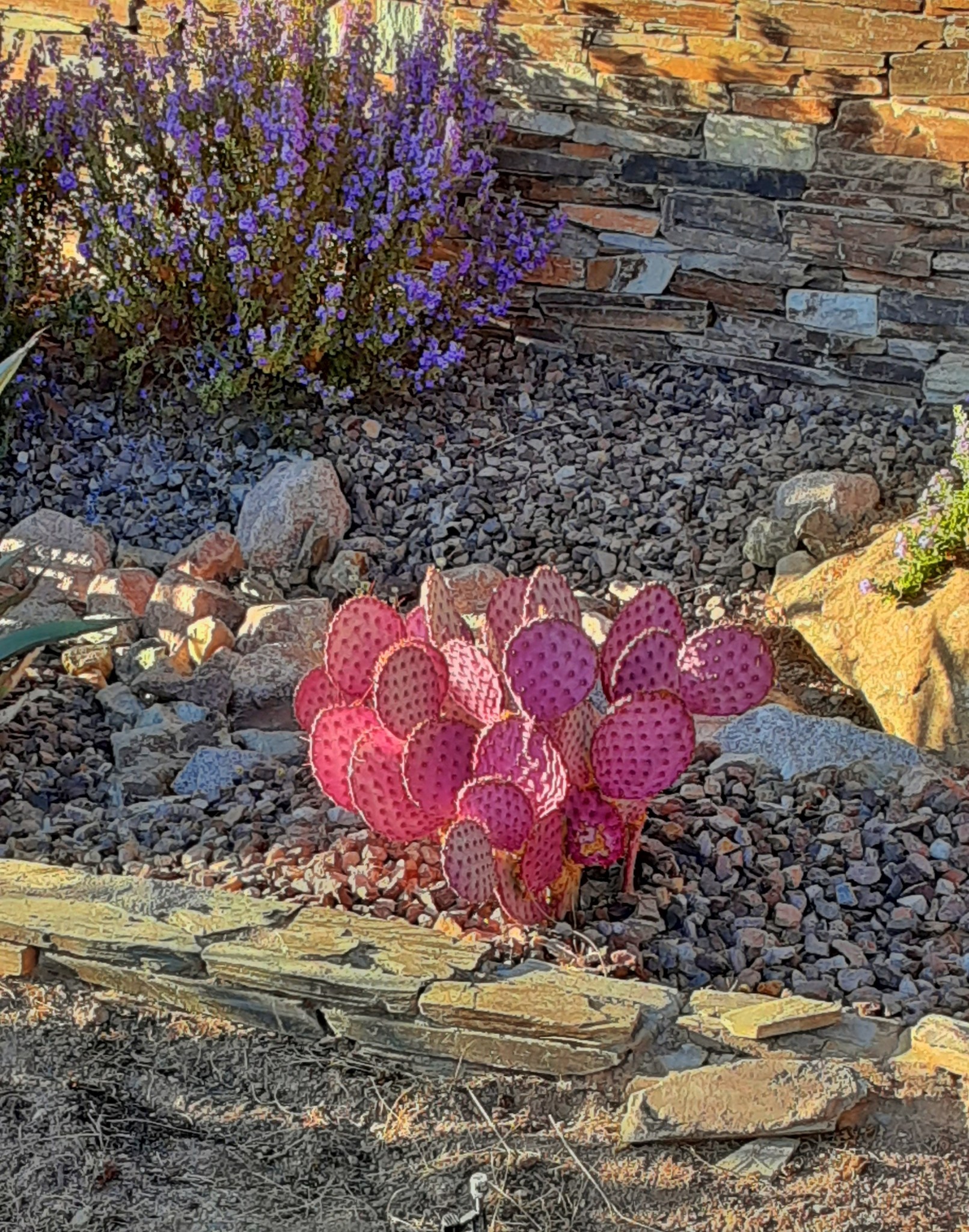 Porn shelovesplants:Pink cactus❤🌵 photos