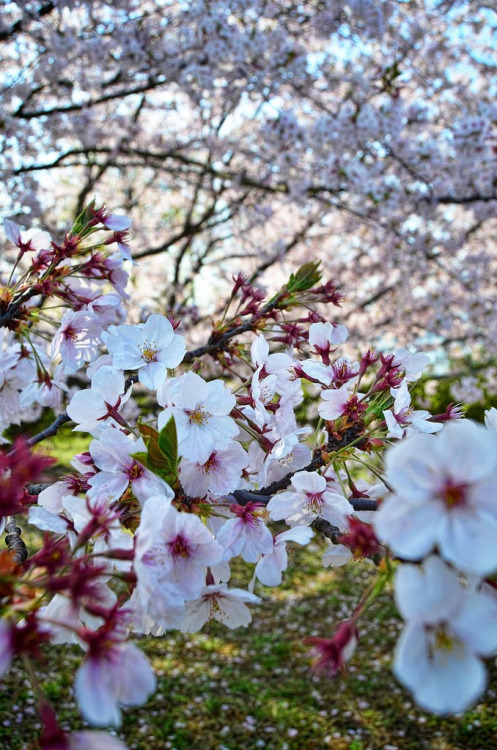 mistymorningme:Sea of Blossoms by © lestaylorphotoThousands of Cherry Blossoms on a tree in Shimotsu