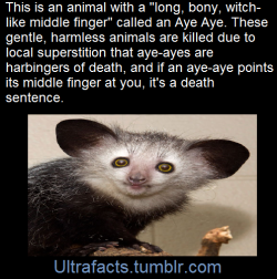 ultrafacts:  Aye-ayes have a number of unusual