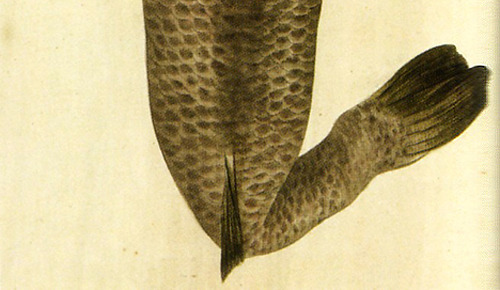 viridi-luscus-monstrum:Mermaid illustration obtained by Blomhoff, late Edo period (artist unknown)Re