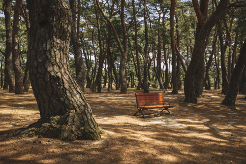 2022-05-15Hadong Pine Forest ParkCanon EOS R3 + RF15-35mm f2.8L ISInstagram  |  hwantastic79vivid