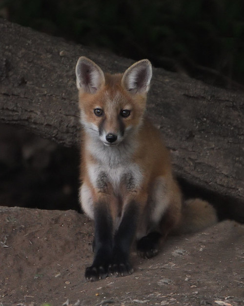 SWEET STUFF by ingham_laura Fox kit photo taken in Ivyland, Pa. Solo photo while siblings were hunti