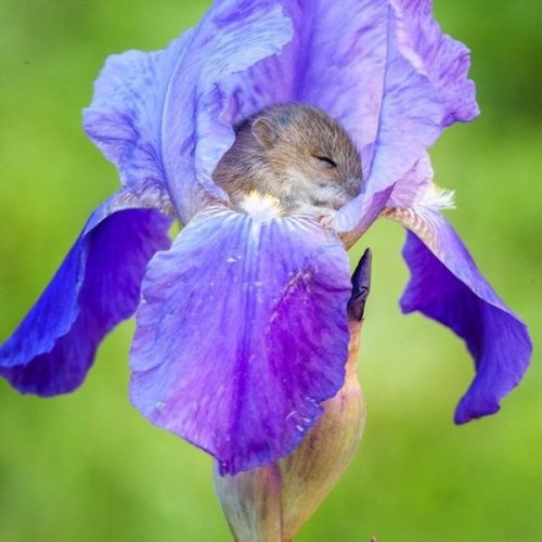 sixpenceee:Mouse vole sleeping in the iris, Moscow oblast, Russia (Source)