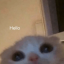 sebbydebii