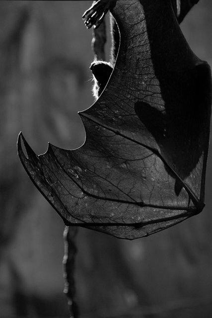 slobbering:  We love bats 