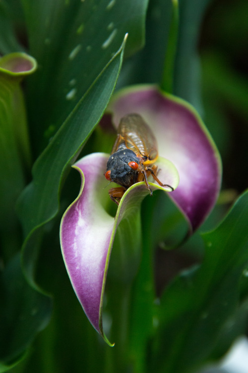 in praise of cicadas