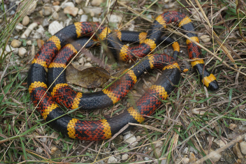 Went herping with a local friend this past weekend and had some nice finds. Spotted an adorable litt