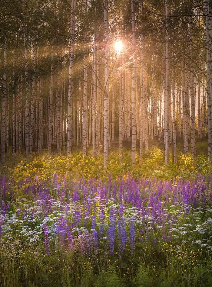 onesearching:  hisaphrodisiac:  milamai:  Midsummer birches (by Milamai)  💜💜💜