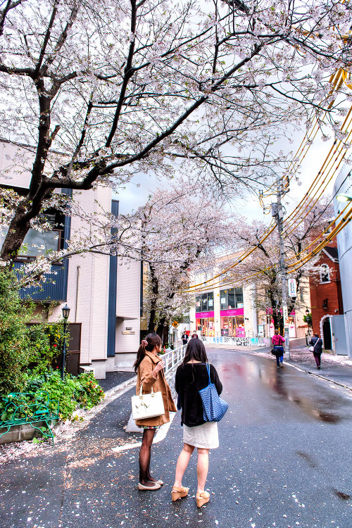 Cherry blossoms along Cat Street in Ura-Harajuku.