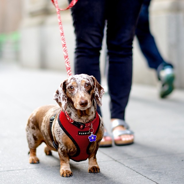 thedogist:
“ Coco, Dachshund (5 y/o), 42nd & Lexington Ave, New York, NY
”