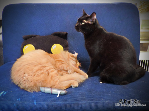 little-black-catgirl: “Thanks mom! We love sleeping here!”