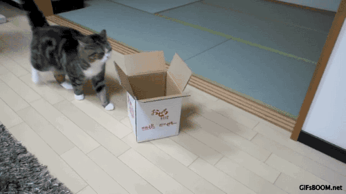 gifsboom:Maru loves this box. video