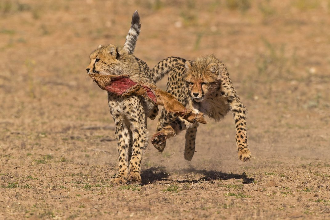 staceythinx:  The finalists have been announced for this year’s Smithsonian Photo