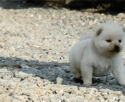 princessshibe:  cream shiba cuteness tho 