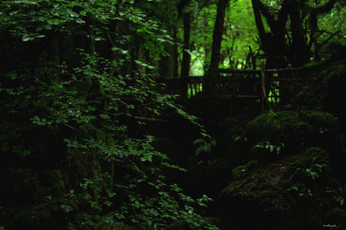 garettphotography:Puzzlewood Forest | GarettPhotography